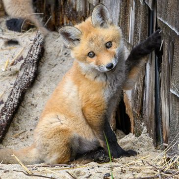 Baby fox posing with it's paw resting on a shed