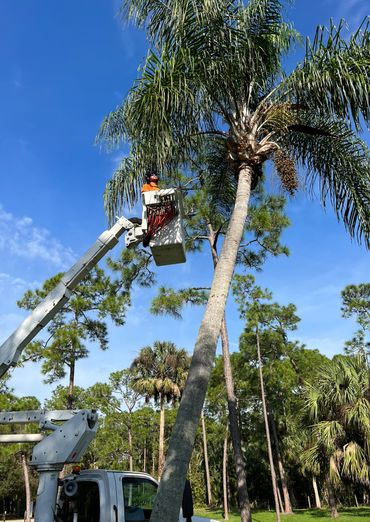 Palm Trimming