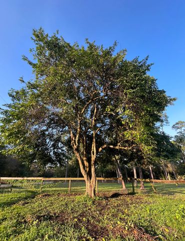 Tree Trimming Jupiter Farms