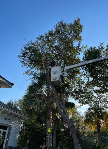 Josh our lead Arborist performing a tree removal in Jupiter florida