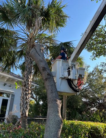 Tree removal Jupiter Florida