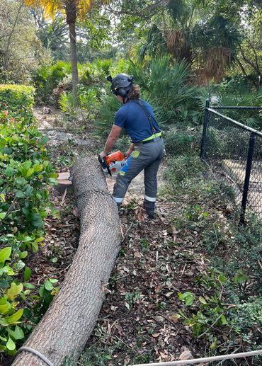 Tree removal