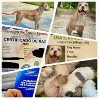 FREEDOMWALKER BULLY ENTERPRISE LLC
I’m an athletic Champagne tri-
