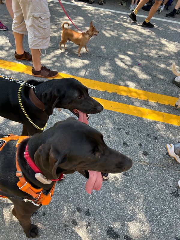 Two hound dogs in a parade