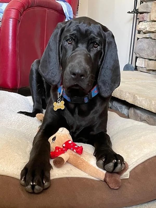 Cute hound puppy with a chew toy.
