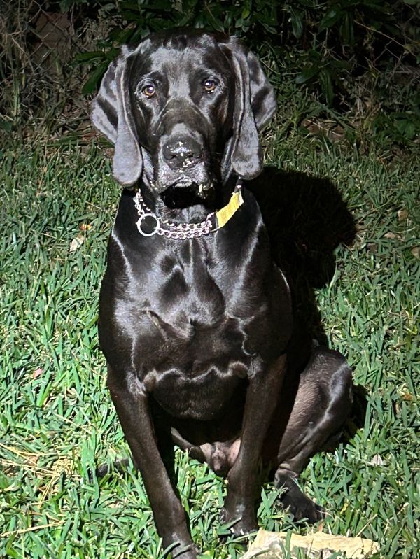 Beautiful black hound dog at night. 