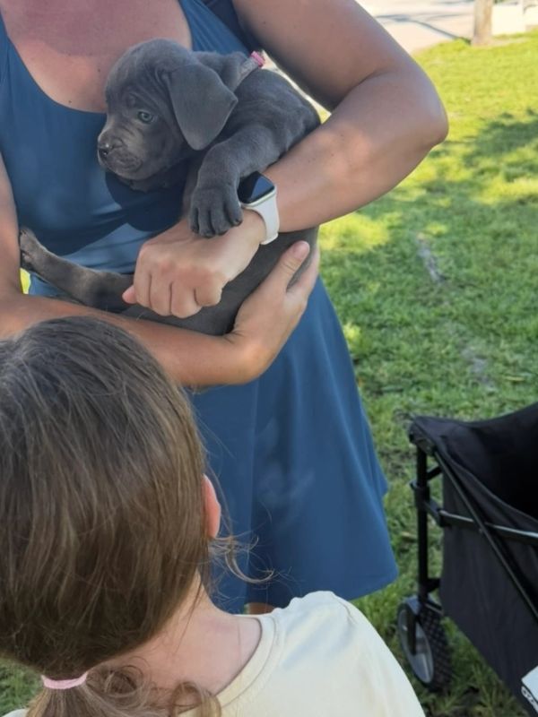 Woman holding a gray puppy with a child looking on outside.