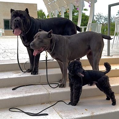 Three dogs of different breeds standing on outdoor steps, all with leashes.