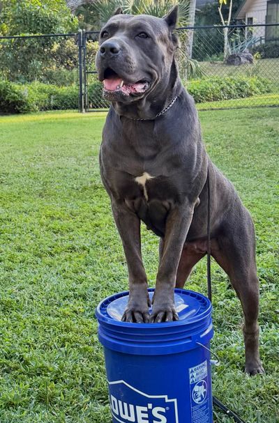 Strong dog standing with paws on a blue Lowe's bucket in a grassy yard.