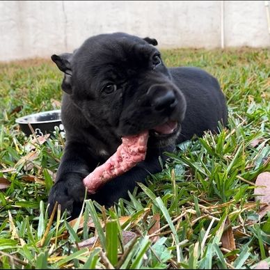 Black puppy chewing on a bone outdoors in the grass.