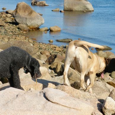 Two dogs exploring rocky shore near water.
