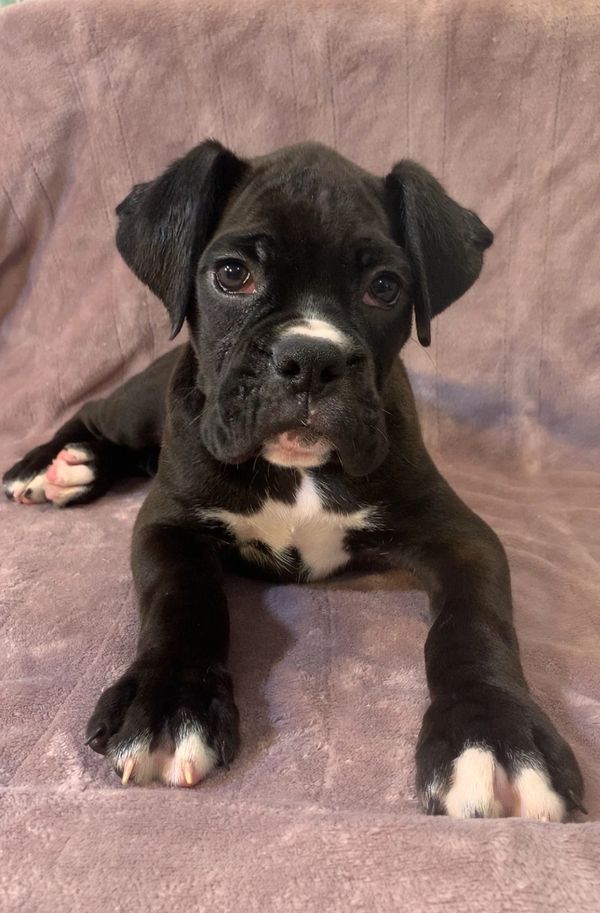 Boxer puppy for sale near Pensacola Fl 