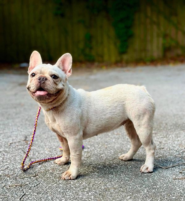 French bulldog for sale in Pensacola Fl 