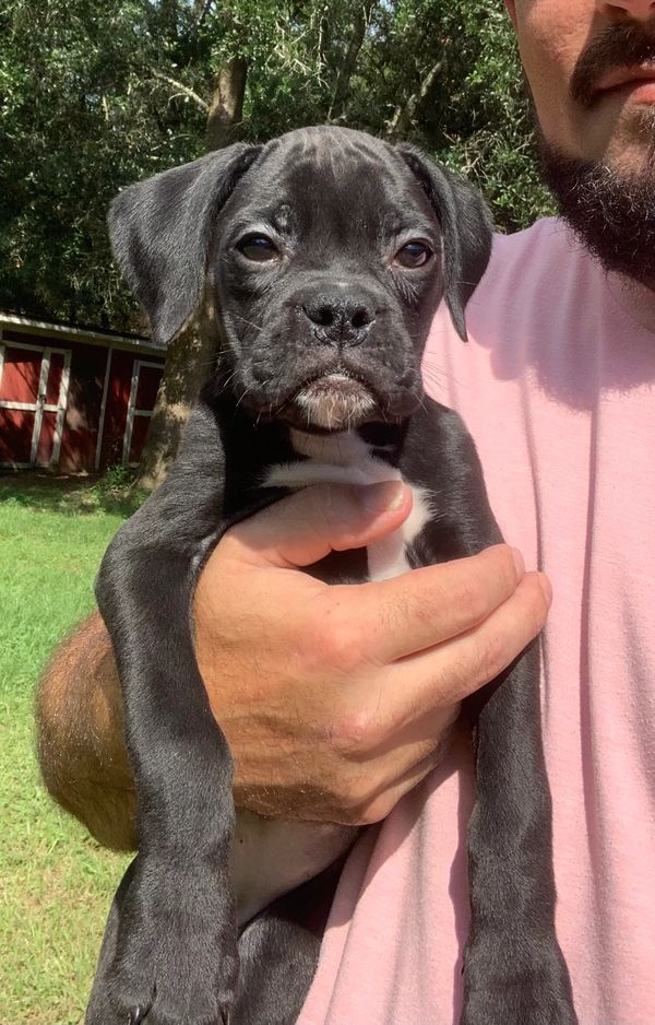 Boxer Puppy for sale in Pensacola Florida 