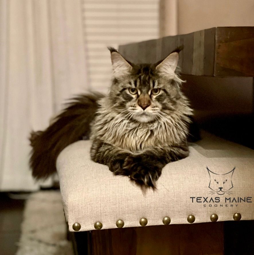 Texas Maine Coonery Maine Coons, Breeder, Maine Coon Breeder