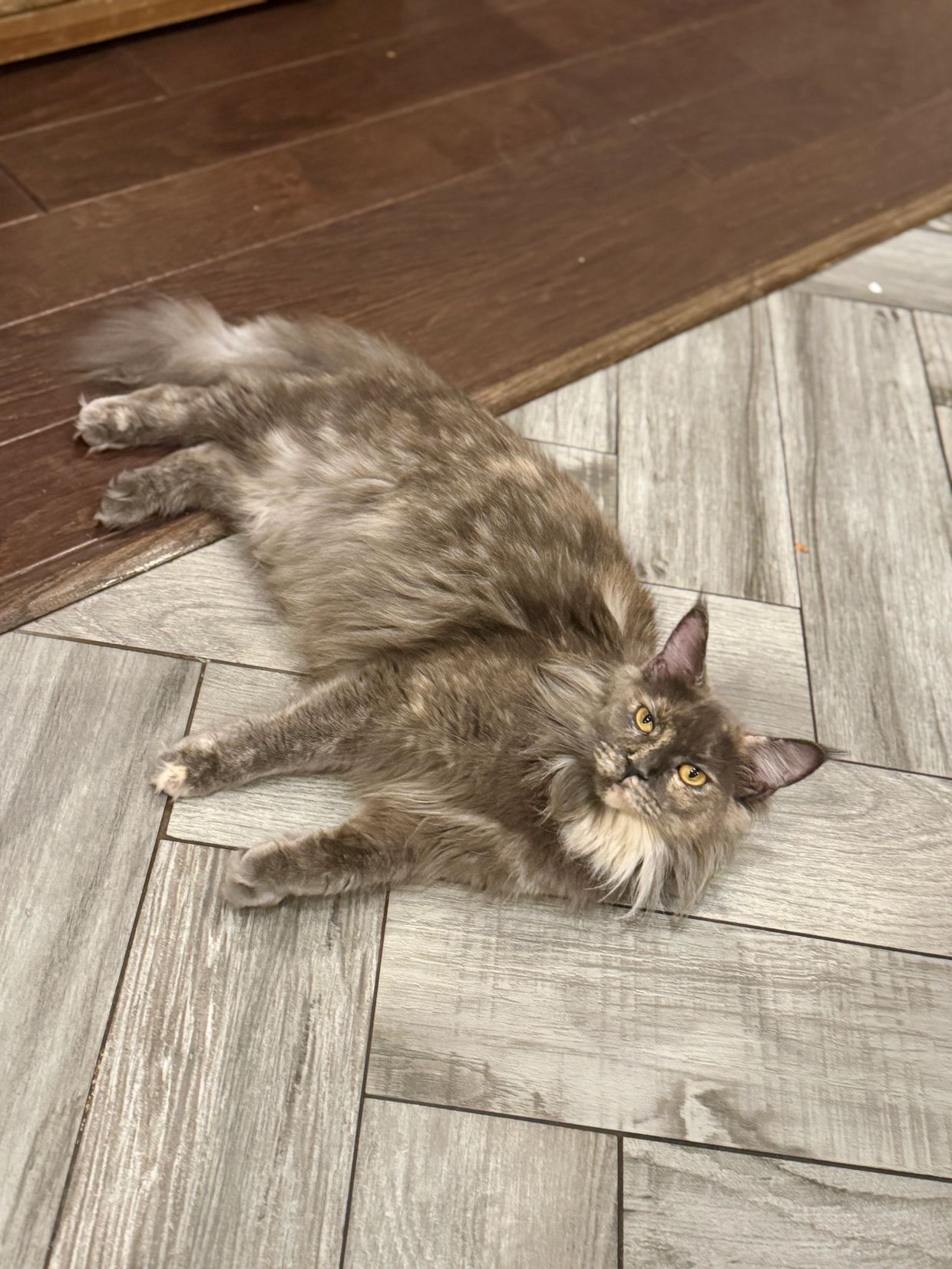 Fluffy gray cat with striking yellow eyes lying on a tiled floor.