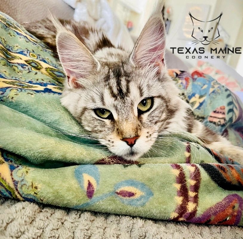 Why Do Maine Coons Cost So Much?