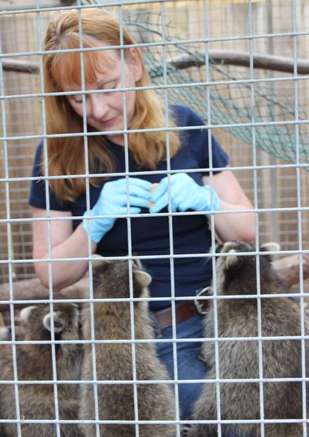 Suzanne with baby raccoons