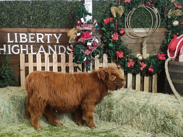 Miniature highland bull calf