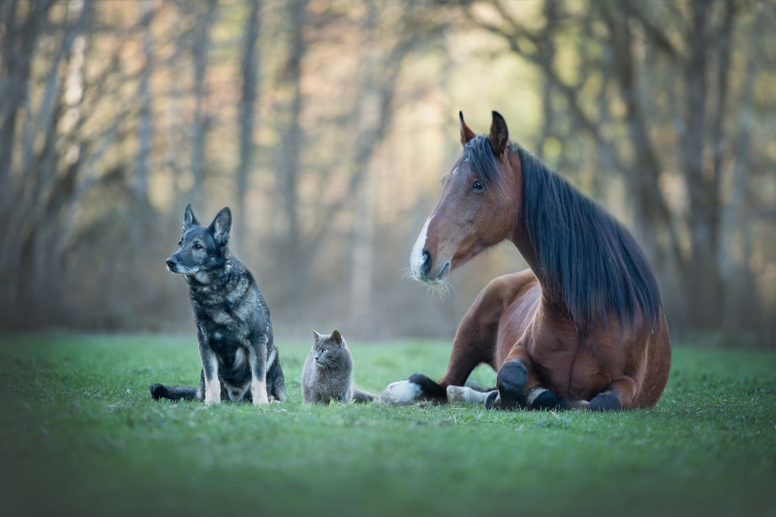Horse, cat, dog.  Massage and Reiki Energy Healing.
