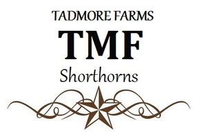 TMF SHORTHORNS