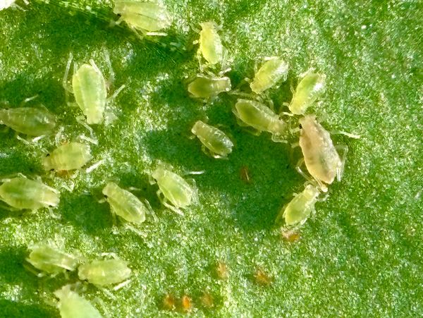 green peach aphids (Myzus persicae) on a pepper leaf with aphidoletes eggs