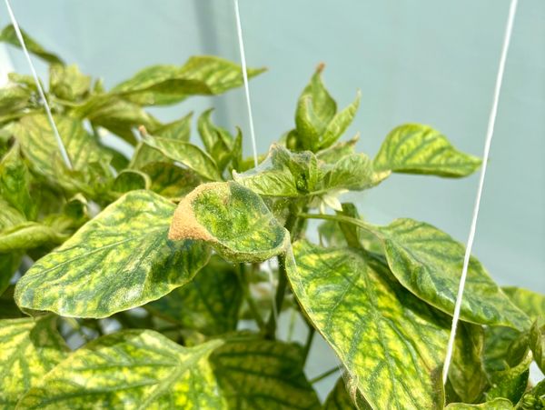 two-spotted spider mites (Tetranychus urticae) on pepper plant