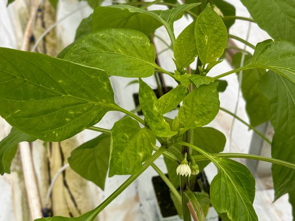 Thrips damage on a pepper plant
