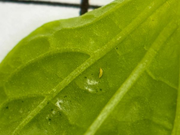 western flower thrips (Frankliniella occidentalis)