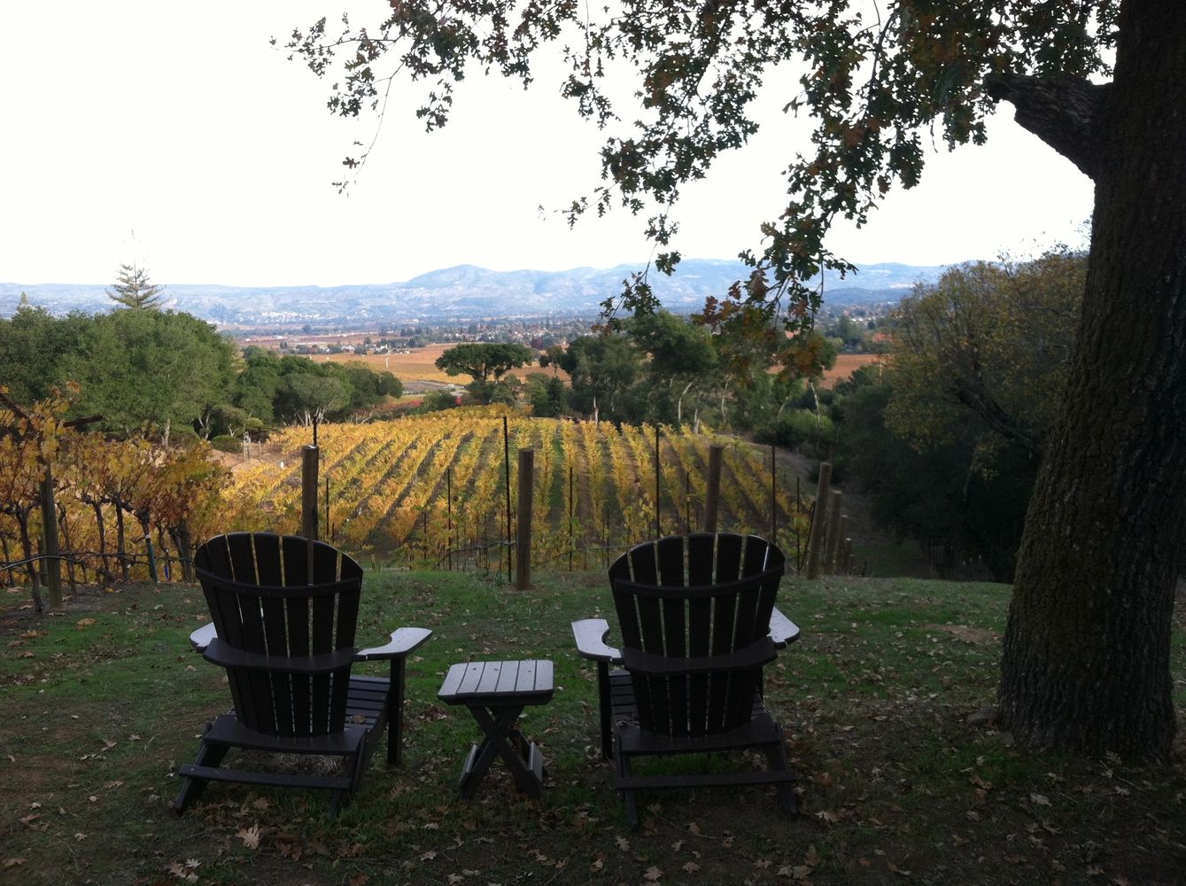 Wine Club for Sale Established Napa DTC Wine Business For Sale