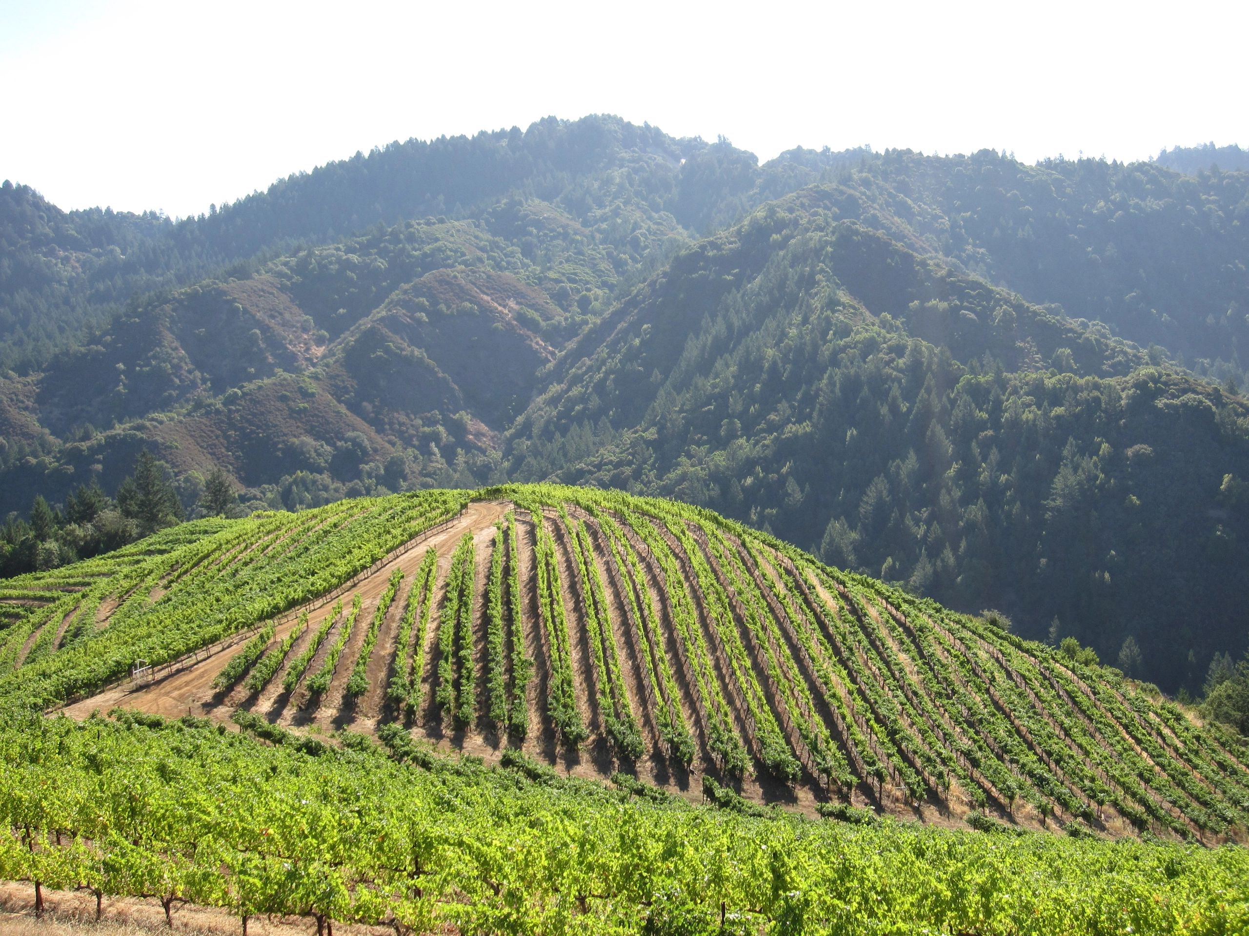 Business Details Established Napa DTC Wine Business For Sale