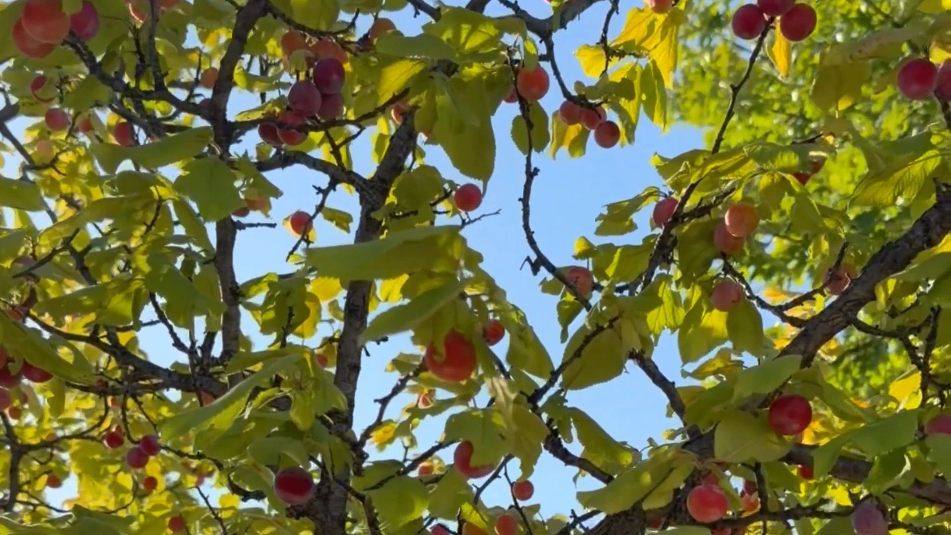 https://img1.wsimg.com/isteam/ip/0ebe7692-bbbc-4d5e-996a-6b1c8d02239f/thumbnails/thumbnail-ae02bb4e-f5d2-4ba8-a32e-e37493f6fe04.png