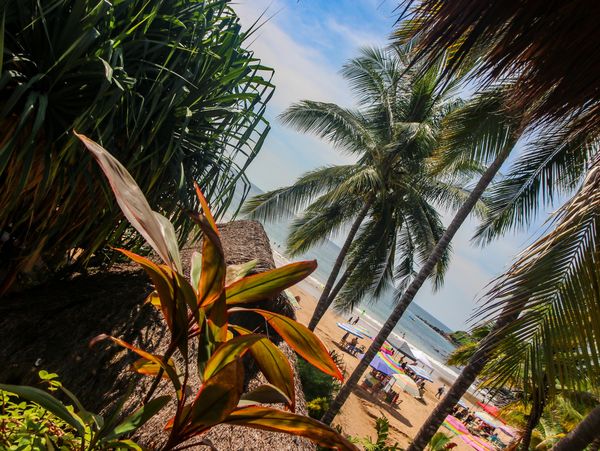 Foto de playa Chacala suite mar del hotel Chac Mool palmeras y selva en la Riviera Nayarit 