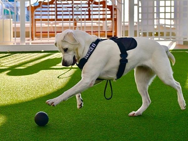 Service Dog playing on a croquet court
