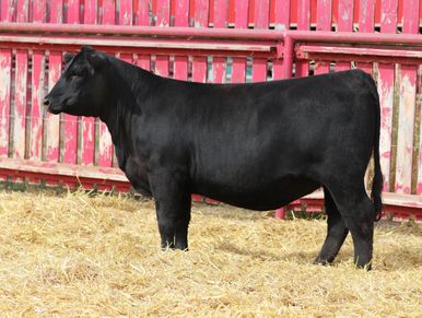 A black cow standing in straw near a red fence.