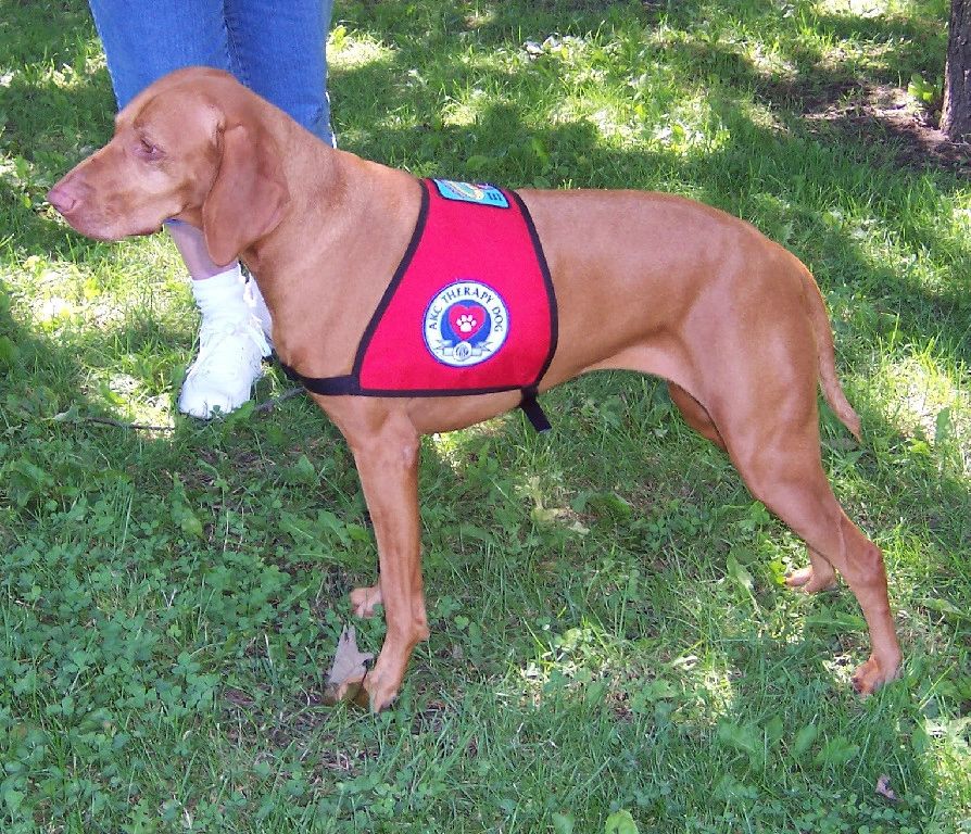 AKC Therapy Dogs