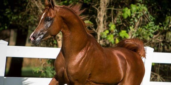 Arabian stallion