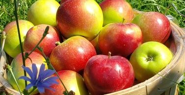 Apples Available