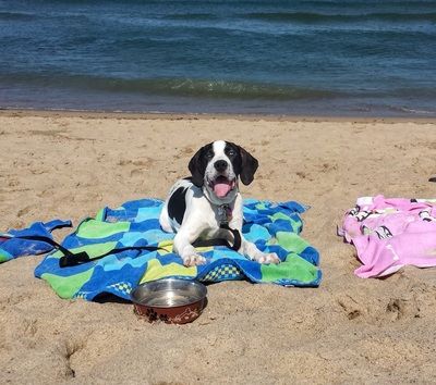 Dog laying on beach towel.