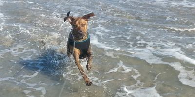 Dog splashing in the ocean