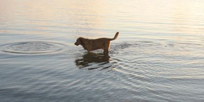 Dog in the water at sunset.