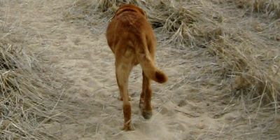 Dog walking in beach dunes.