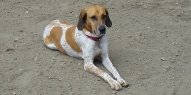 Dog laying in the sand.