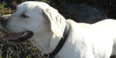 Dog smiling.