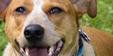 Dog headshot.