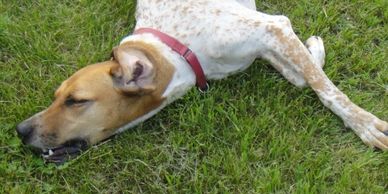 Dog in the grass.