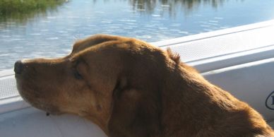 Dog on a boat.