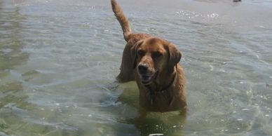 Dog in the water.