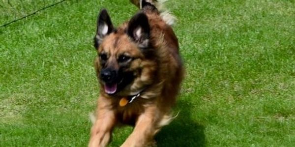 Dog running in the grass.