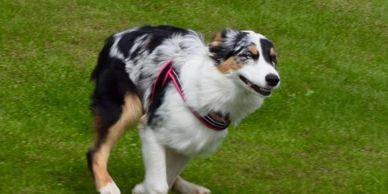 Dog running in the grass.